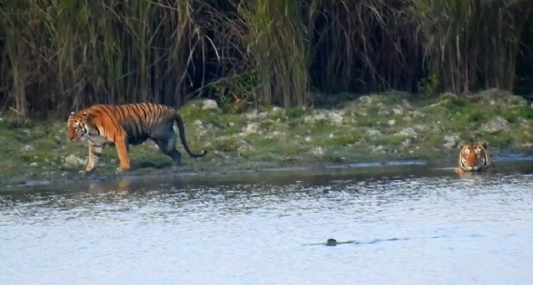 अंतरराष्ट्रीय बाघ दिवसः हालिया गणना के अनुसार काजीरंगा में कुल 121 बाघ