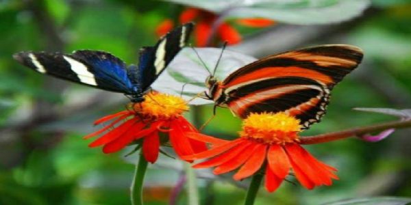 तितलियों का मनभावन शहर बन चुका है पुणे