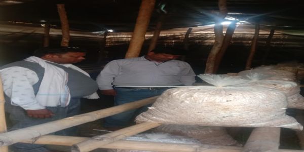 किसानों ने घरों में मशरूम शेड तैयार कर शुरू की मशरूम की खेती