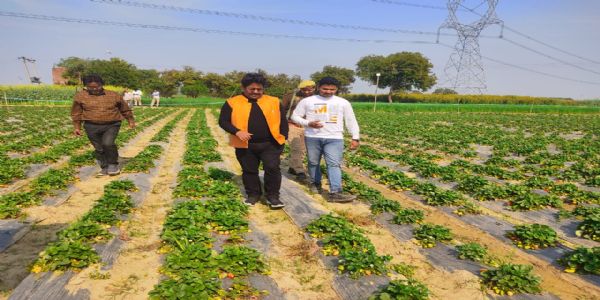 औरैया में परंपरागत खेती छोड़ स्ट्रॉबेरी की पैदावार कर किसान हो रहे मालामाल