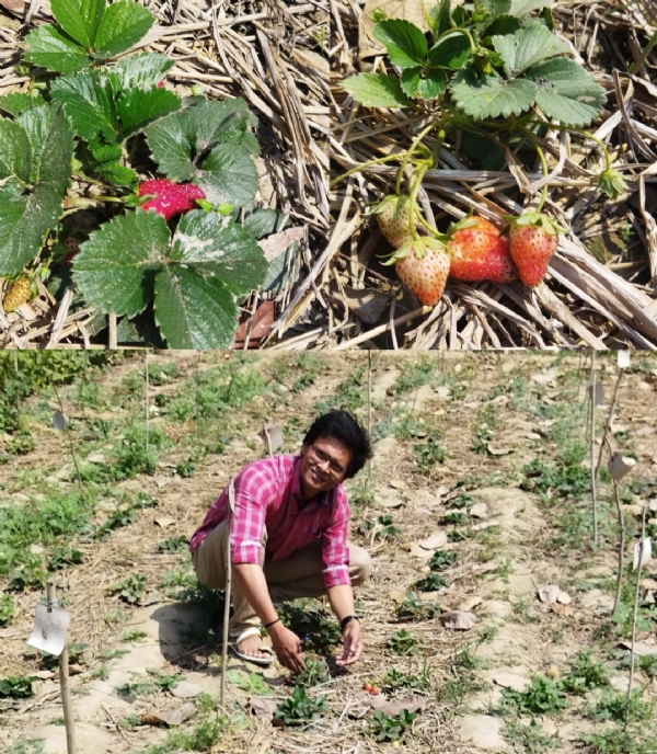 कानपुर में भी उगेगी पहाड़ों में होने वाली जैविक स्ट्रॉबेरी
