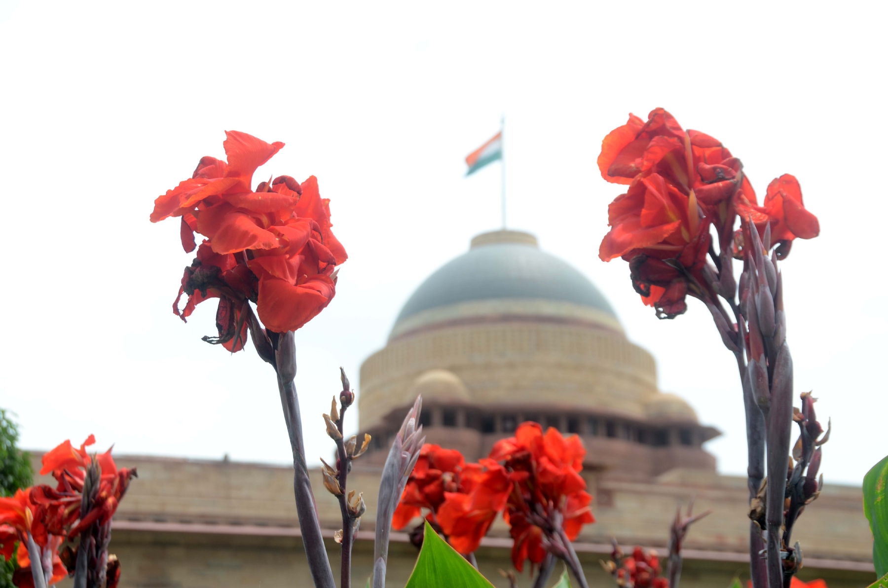 नई दिल्ली में रविवार 13 अगस्त 2023 को राष्ट्रपति भवन के परिसर में अमृत उद्यान उत्सव के मीडिया पूर्वावलोकन के दौरान अमृत उद्यान में खिले फूल। हिन्दुस्थान समाचार/ फोटो गणेश बिष्ट 