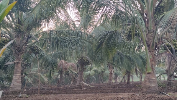 गुजरात में नारियल उत्पादन