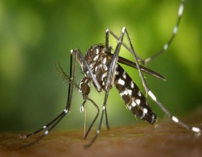 बंगाल में 40 हजार के करीब पहुंची डेंगू संक्रमितों की संख्या