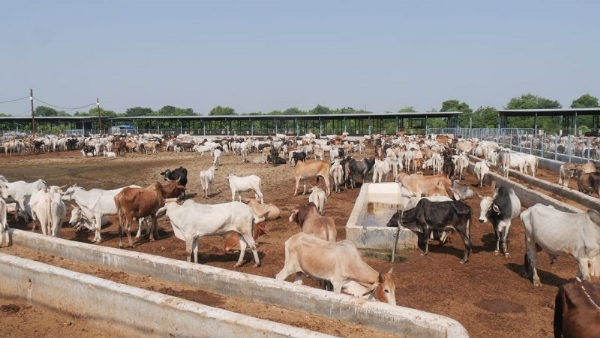 ग्‍वालियर में आधुनिक और आत्म-निर्भर गौ-शाला बनकर तैयार