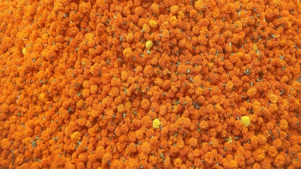 Increased demand for marigold flowers during Diwali festival
