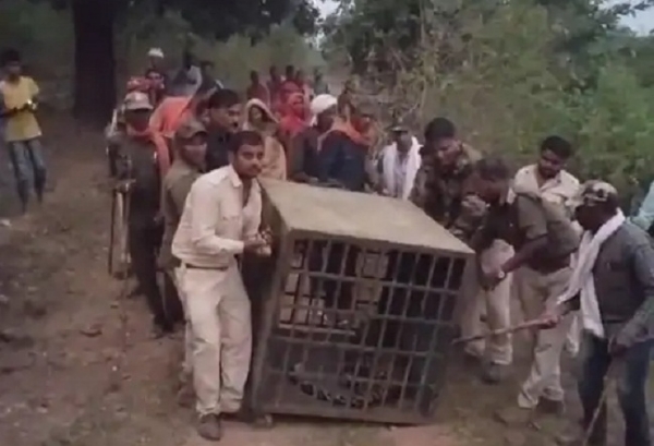 घायल तेंदुए को रेस्क्यू करते हुए वन विभाग का अमला