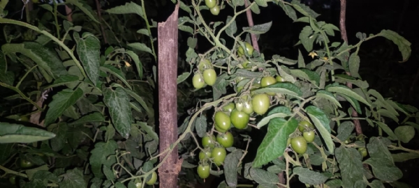खेतों में लगा टमाटर का फसल