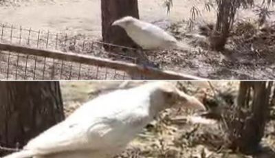 मप्रः खरगोन में कुंदा नदी किनारे देखा गया दुर्लभ सफेद कौआ