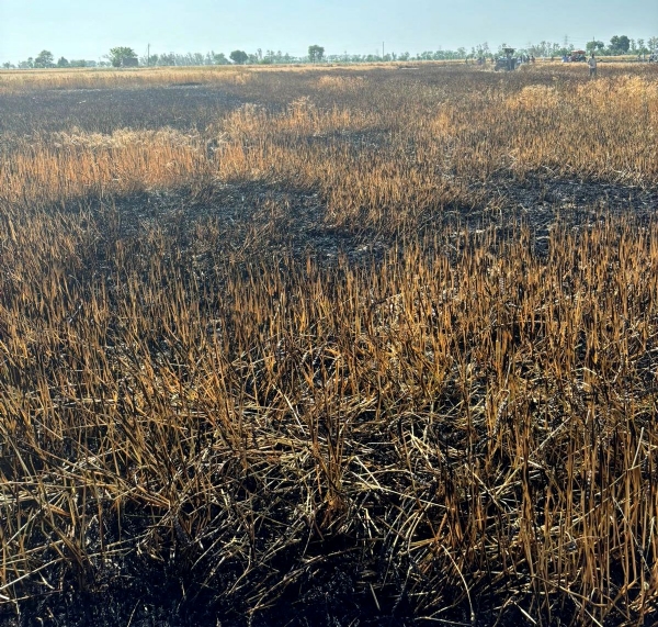 अलेवा के खेतों में संदिग्ध परिस्थितियों में आग लगने से जली गेहूं के खड़े पौधे।