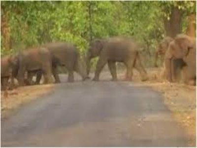 रायगढ़ : सारडा एनर्जी तमनार के समीप हाथियों का विचरण
