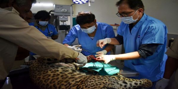 भोपालः वन विहार में रेस्क्यू कर लाई गई घायल मादा तेंदुआ का किया गया परीक्षण