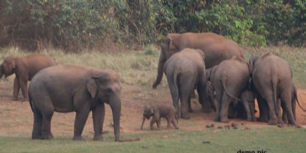 धमतरी जिले के वनांचल में फिर पहुंचा दंतैल हाथी