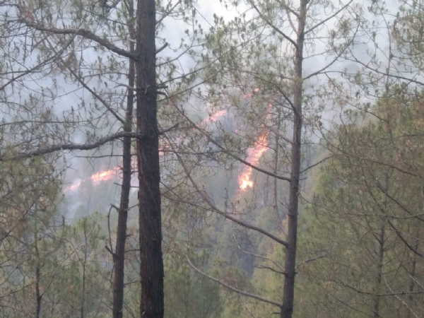 अल्मोड़ा के स्यूनराकोट में जंगल की आग बुझाने के दौरान एक की मौत, तीन झुलसे 
