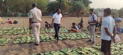 दंतेवाड़ा : जिले के 144 फड़ों के माध्यम से तेंदूपत्ता की खरीद लक्ष्य के करीब पंहुचा