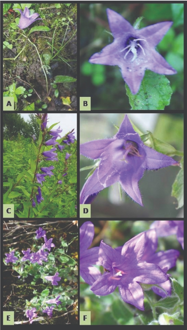 पतंजलि द्वारा खोजा गया नया पौधा