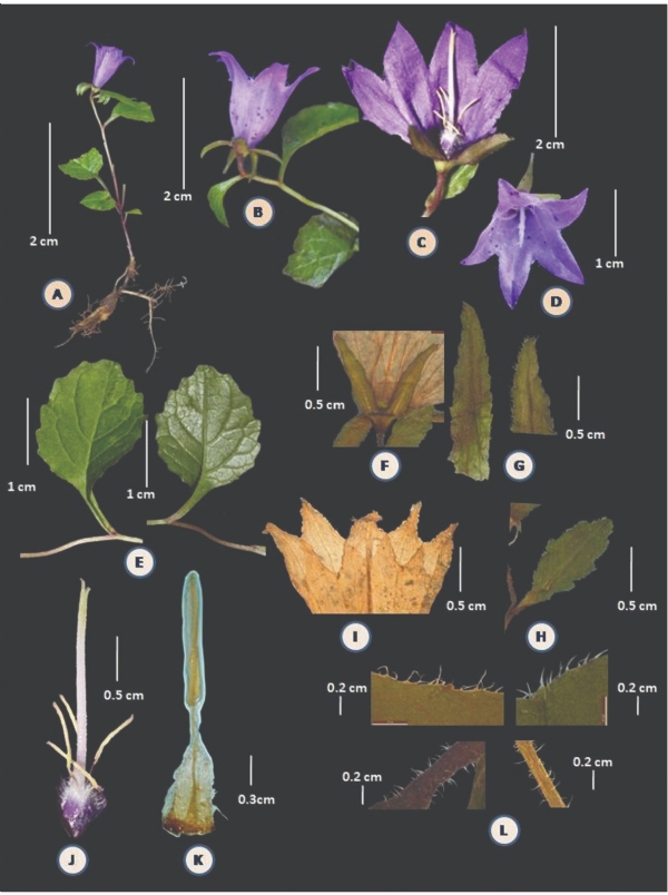 पतंजलि द्वारा खोजा गया नया पौधा