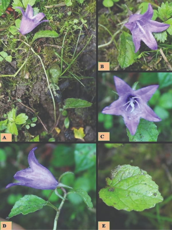 पतंजलि द्वारा खोजा गया नया पौधा