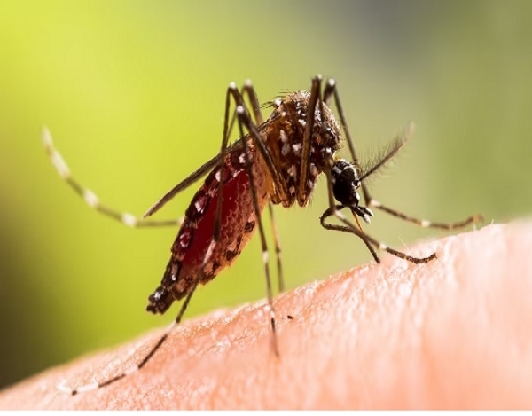 Dengue Dengue