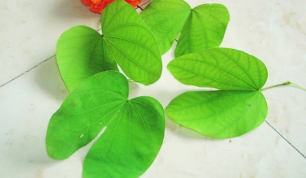 Dussehra symbol gold Leaf also cheated