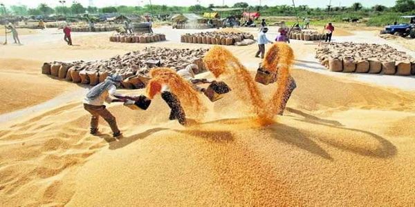 मप्र में समर्थन मूल्य पर धान, ज्वार एवं बाजरा उपार्जन के लिए पंजीयन 10 अक्टूबर तक