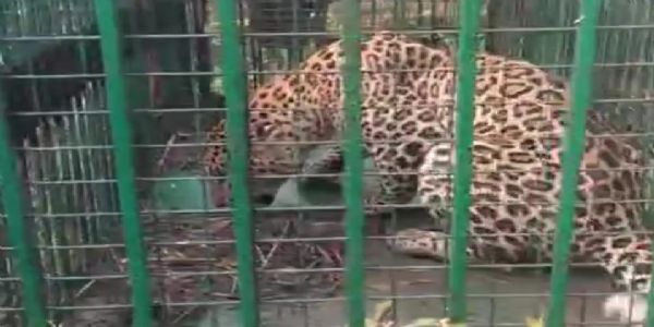 वन विभाग के पिंजरे में कैद हुआ गुलदार , वीडियो बनाने के लिए जुटे ग्रामीण