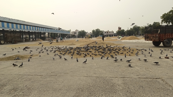 मंडी में आई धान।
