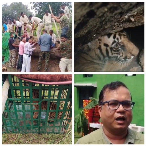 बांधवगढ़ टाइगर रिजर्व क्षेत्र में दो अनाथ बाघ शावकों का किया गया रेसक्यू