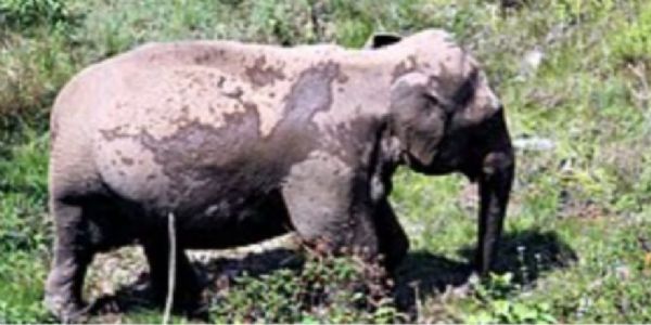 सारंडा में आईईडी धमाके में घायल हथिनी की मौत