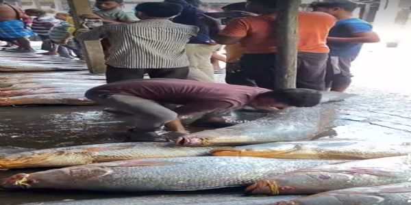 दीघा में 59 लाख रुपये की तेलिया भोला मछली की बिक्री, मछुआरों में खुशी का माहौल