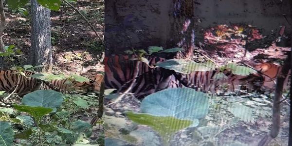सिवनीः पेंच टाइगर रिज़र्व से दिल दहला देने वाला वीडियो सामने आया