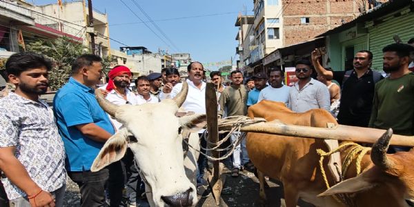 हजारीबाग में सड़कों की बदहाली के विरोध में हल-बैल लेकर सड़क पर उतरे विधायक