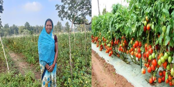 छत्तीसगढ की टमाटर ‘महाराष्ट्र की रसोई’ तक पहुंची