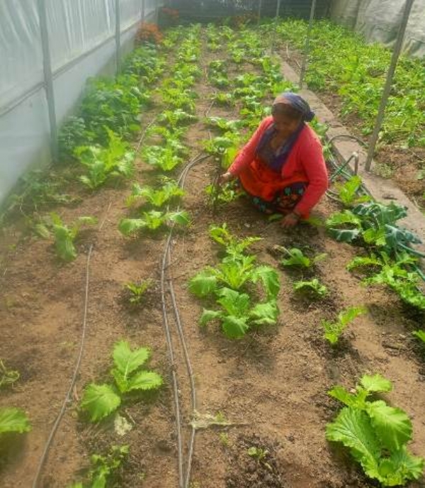 खेताें काे पसीने से सींचती बिछना देवी।