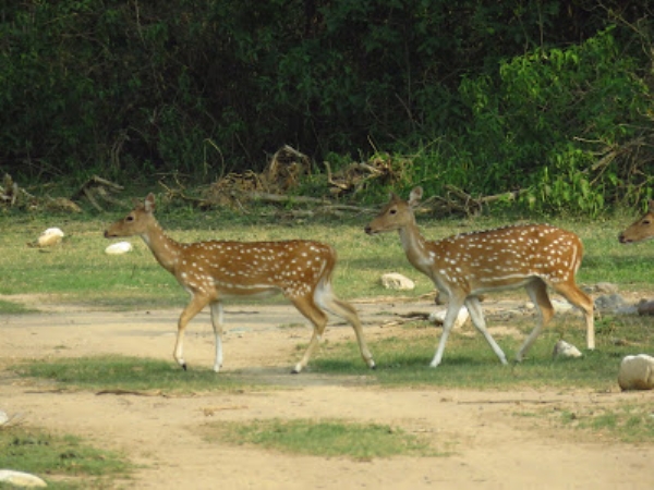 झिलमिल झील का एक दृश्य