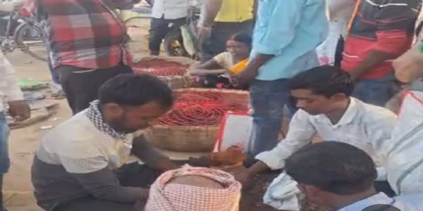 रामानुजगंज में देसी मुर्गे का बढ़ा क्रेज, एनीकट बाजार बना कारोबार का नया ठिकाना