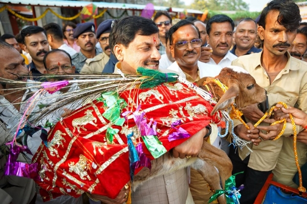 मुख्यमंत्री डॉ. मोहन यादव ने अन्नकूट के अवसर पर उज्‍जैन में गोवर्धन पूजा के बाद गाय और बछड़ों को दुलार किया