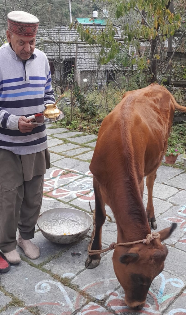गोवर्धन पूजा करते हुए।