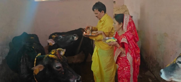 गाैवंश की पूजा करते गाैपालक
