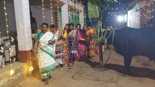 संथाल बाहुल गांवों में सोहराई पर्व की धूम, सांसद जोबा माझी ने की पशुधन पूजा