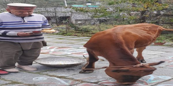 मंडी : पांगणा-सुकेत में अन्नकूट और गोवर्धनोत्सव धूमधाम से सम्पन्न
