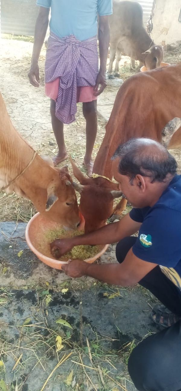 गोवर्धन पूजन के दिन गोवंश को खिचड़ी खिलाई गई।