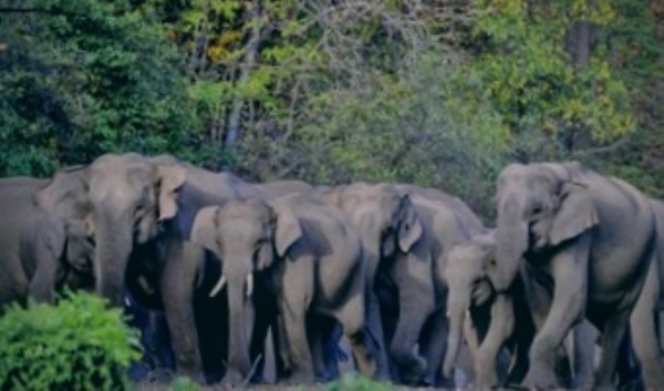 Elephant