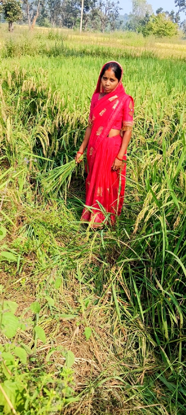 हाथियों के द्वारा रौंदी गयी धान फसल दिखाती महिला किसान।