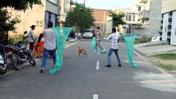 कुत्तों को पकड़कर ले जाते एजेंसी के कर्मचारी।