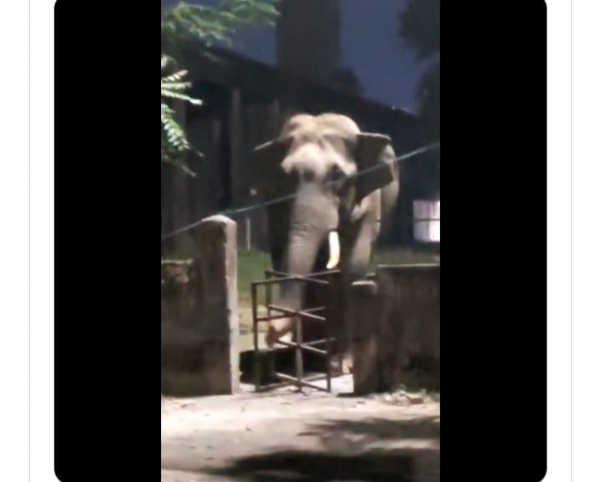 गेट तोड़ने का प्रयास करता हाथी