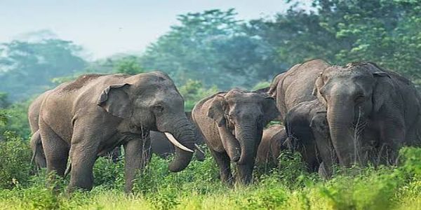 अलीपुरद्वार में हाथी के दो अलग-अलग हमले, महिला और बच्चे सहित तीन की मौत