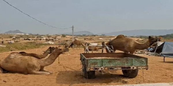 ऊंटों की रौनक और सैलानियों की चहल-पहल से गूंजे पुष्कर के रेतीले धोरे