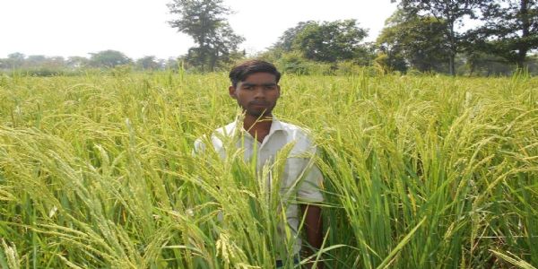 धमतरी : सात सालों से औषधि धान की खेती, खूबचंद बघेल पुरस्कार के लिए थनेन्द्र साहू का चयन