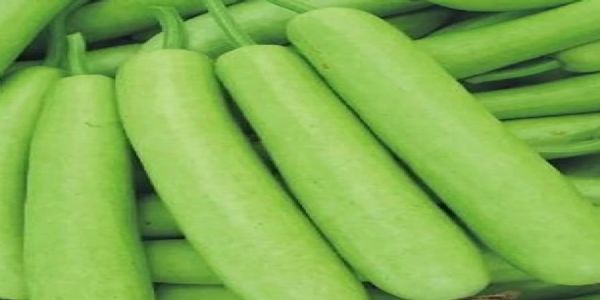 नहाय खाय को लेकर लौकी का बाजार गर्म, 80 से सवा सौ रूपये प्रति लौकी की हुई बिक्री